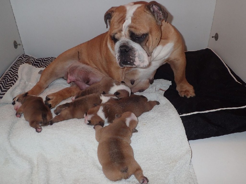 chiot Bulldog Anglais Des Gaggio Bulls